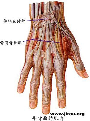 手掌背面肌肉