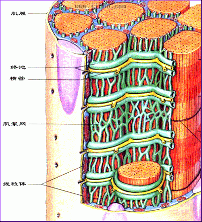 肌管系统是由单位膜构成的囊管结构(图2