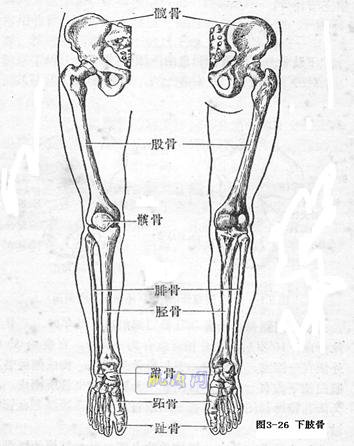 下肢关节名称示意图图片