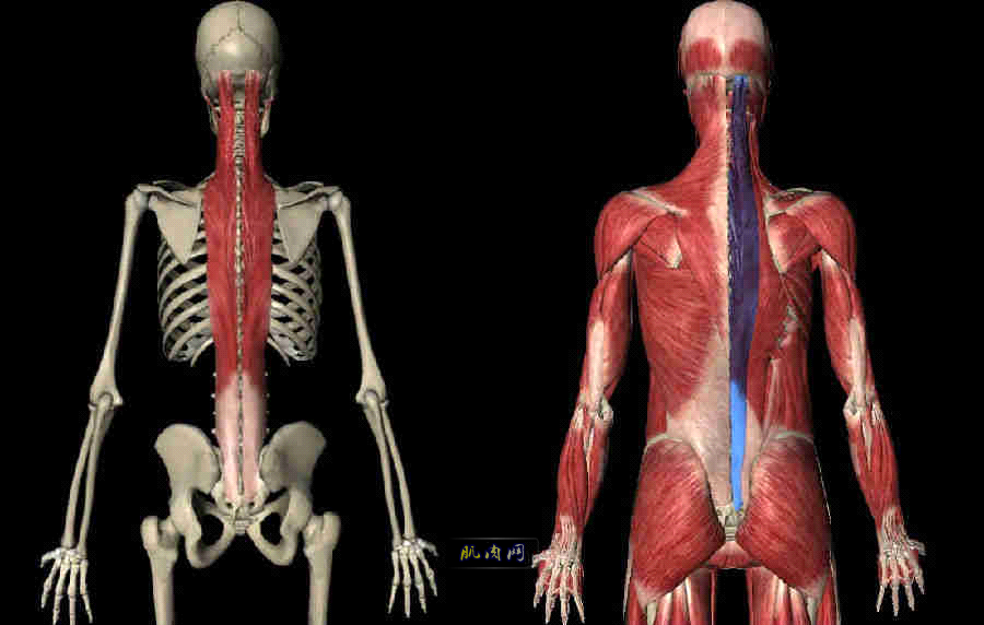 竖脊肌人体最重要最易劳损的一块肌肉